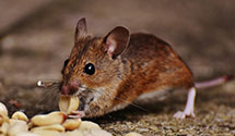 24 Hour & Emergency Exterminators in False Pass, AK